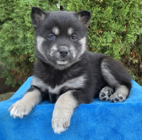Kr�sn� �t���tka Pomskies na prodej (k��enec sibi�sk�ch a pomeransk�ch)