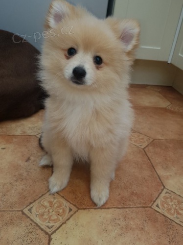 Hygienicky vycvi�en� miniaturn� �piclsk� �t��ata na prodej.