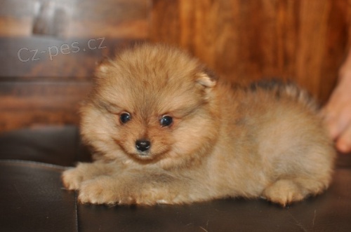 Hygienicky vycvi�en� miniaturn� �piclsk� �t��ata na prodej.