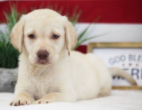 Zdrav� �t��ata labradorsk�ho retr�vra na prodej.