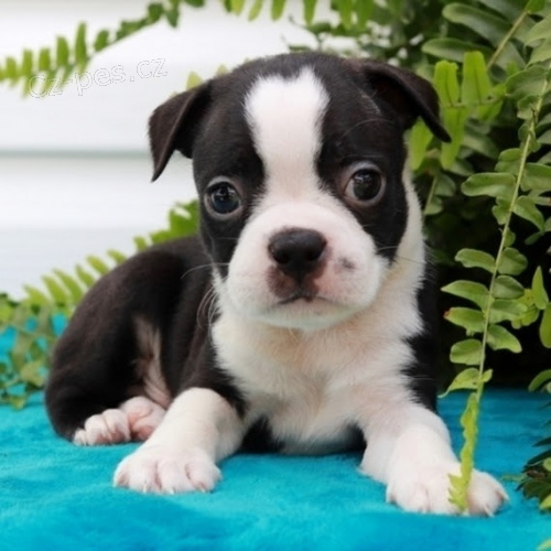 hygienicky a soci�ln� vycvi�en� �t��ata bostonsk�ho teri�ra na prodej �t��ata jsou o�kov�na, od�ervena a nyn� jsou p�ipravena j�t do sv� nov� rodiny a domova.