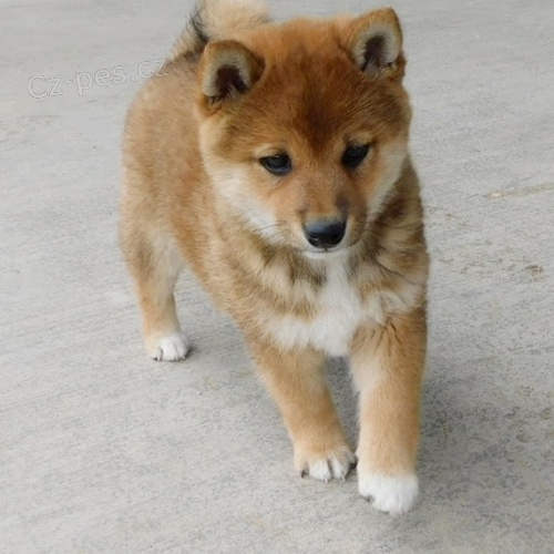 Rozko�n� �t��ata shiba inu na prodej