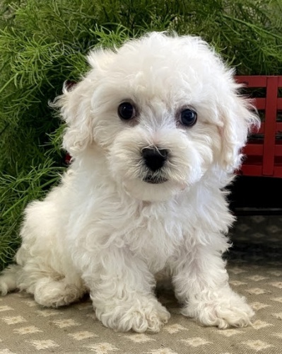 Bichon frize �t��ata na prodej.