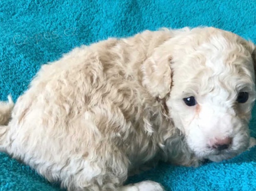 kr�mov� b�l� a �ern� �t���tka pudla