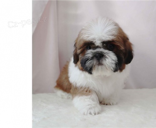 �t��ata shih tzu