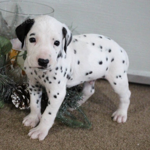 Dalmatsk� �t���tka na prodej