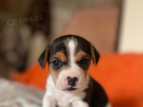Jack Russell �t��ata**