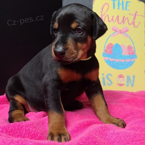 Kr�sn� �t��ata dobermana na prodej.