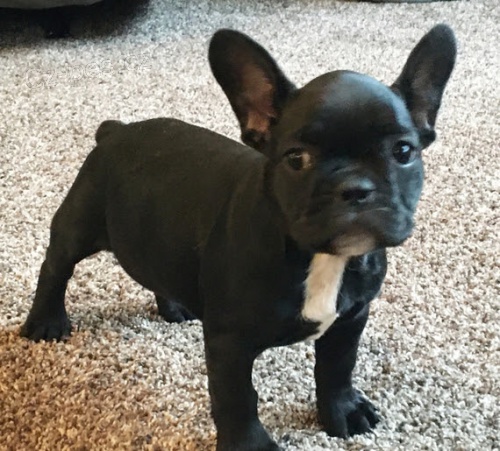 ZDRAV� a VAKCINOVAN� �t���tka francouzsk�ho buldo�ka na prodej.