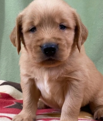 kr�sn� zlat� retriver �t��ata k adopci