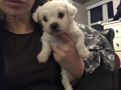 miniaturn� maltsk� �t���tka na prodej.