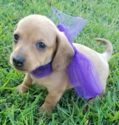 zdrav� �t��ata jezev��k� na prodej