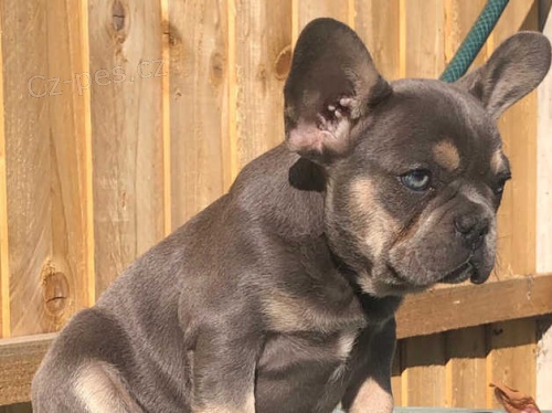 francouzsk� buldok �t��ata