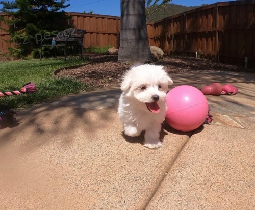 Roztomil� maltsk� psy