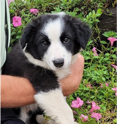 Kr�sn� �t��ata border kolie