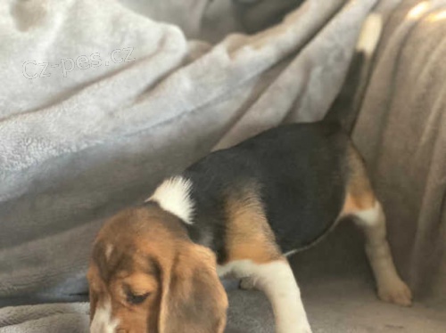 Kr�sn� t��barevn� �t��ata b�gl�