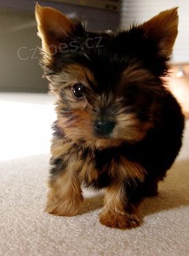 SKV�L� MU�SK� A �ENSK� �T��ATA YORKIE
