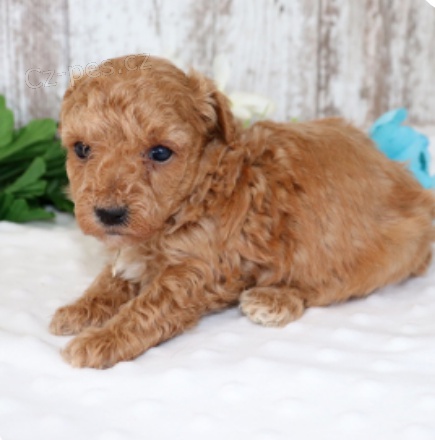 kr�sn� �t���tka mot�l�ho pudla k adopci