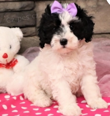 kr�sn� �t���tka crolina bernedoodle k adopci