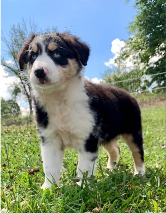 �t��ata australsk�ho ov��ka k adopci