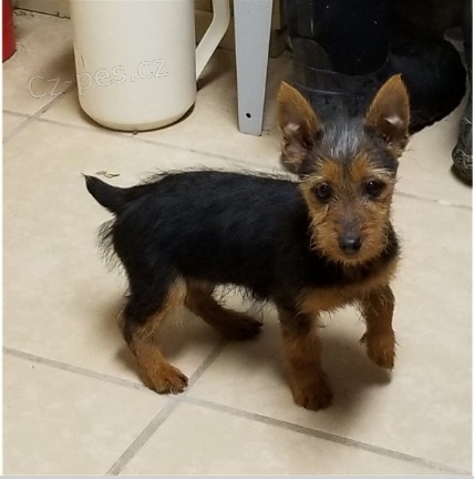 Australsk� teri�r �t��ata jsou p�ipravena k adopci a nov�m rodin�m.