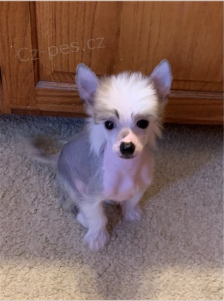 ��nsk� chocholat� �t��ata jsou p�ipravena na adopci a nov� rodiny.