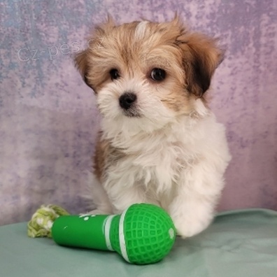 Havansk� �t��ata jsou p�ipravena na adopci a nov� rodiny.