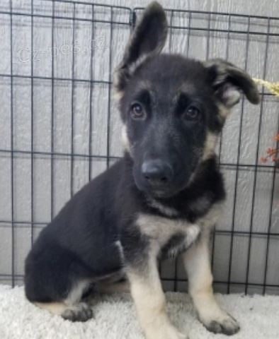 kr�sn� n�meck� ov��k k adopci