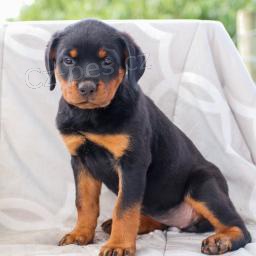 �t��ata rotvajler� k adopci