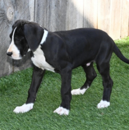 kr�sn� doga �t��ata k adopci