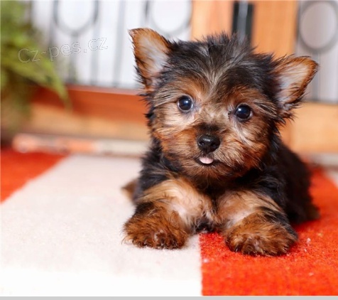 Jork��rsk� �t��ata jsou p�ipravena na nov� rodiny