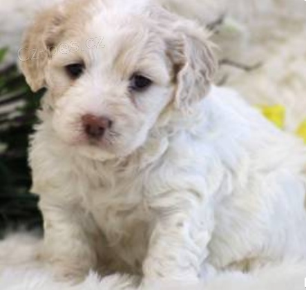 kr�sn� �t��ata kaylee cockapoo na prodej