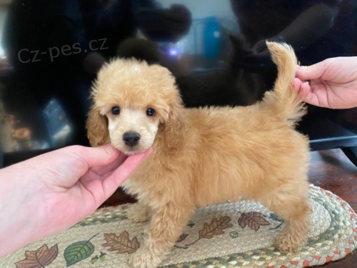 �t��ata Pudl Toy--