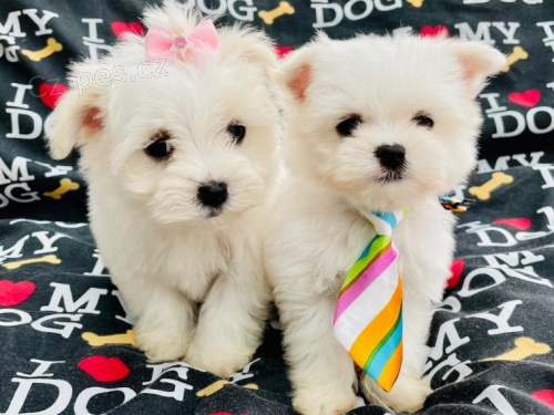 �t��ata Maltezsk� psik,,