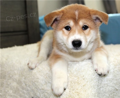 �istokrevn� �t��ata shiba inu
