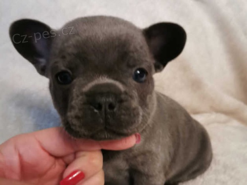 francouzsk� buldok �t��ata