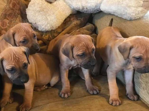 Rhodesian ridgeback �t��ata