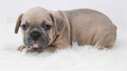 sladk� okouzluj�c� �t��ata francouzsk�ho buldo�ka