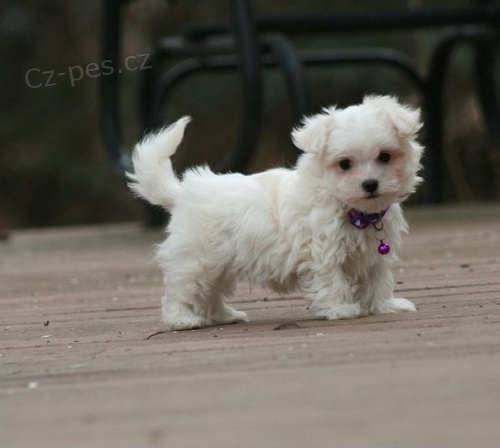 Rozko�n� maltsk� �t��ata