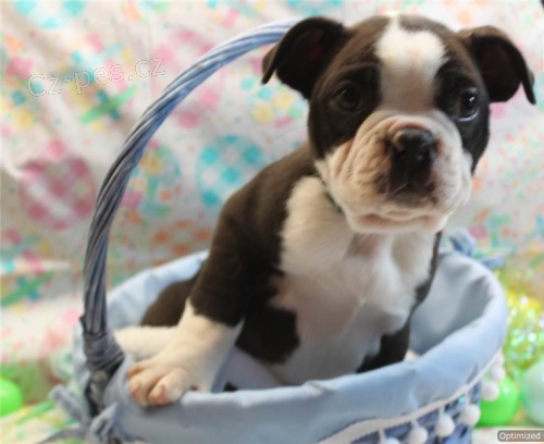 ڞasn� �t���tka bostonsk�ho teri�ra 