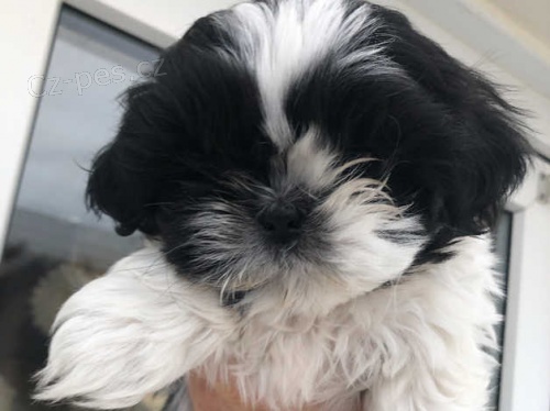 �t��ata shih tzu.
