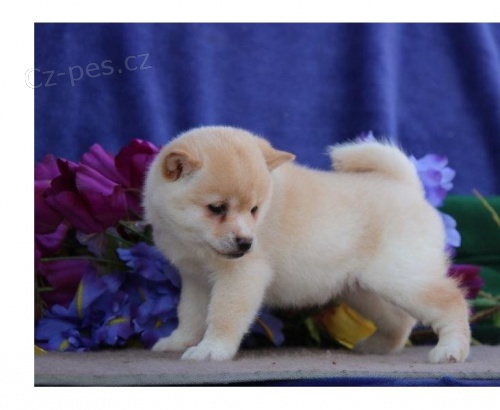 zdrav� �t��ata shiba inu