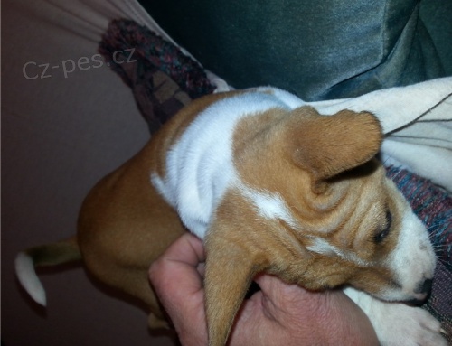 Basenji �t�n� hled� nov� domov