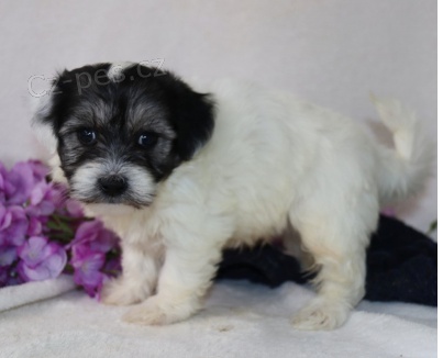 Kr�sn� �t��ata Coton de Tulear k adopci