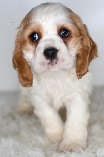 Kr�sn� �t��ata kokr�pan�l� k adopci