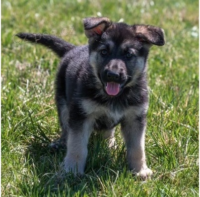 Kr�sn� �t��ata n�meck�ho ov��ka k adopci