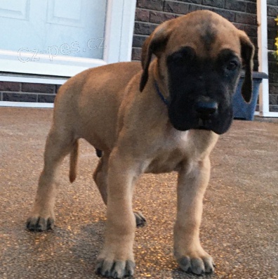 Kr�sn� �t���tka doga k adopci