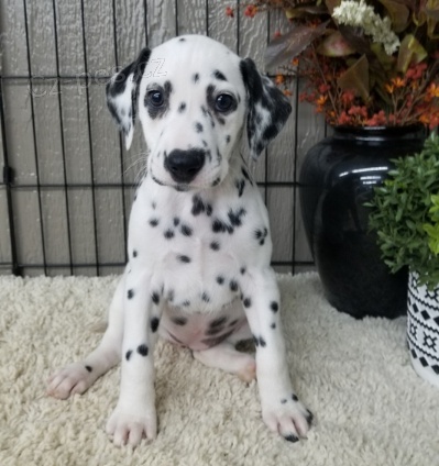 Kr�sn� dalmatsk� �t��ata k adopci
