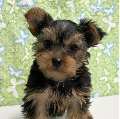 Kr�sn� �t��ata Yorkshire teri�ra k adopci