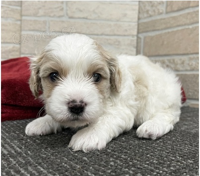 Kr�sn� �t��ata Cavachon k adopci